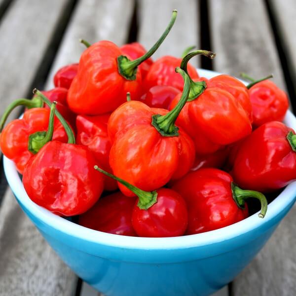 Habanero paprika nevelő szett
